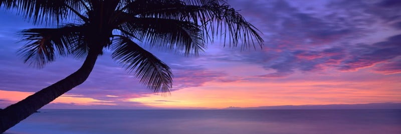 Sunset Silhouette Palm Tree - Landscape Photography