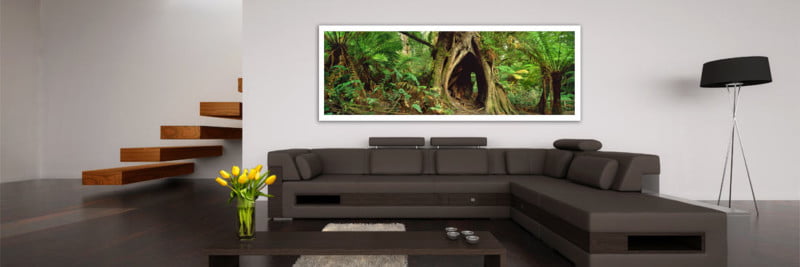 Big Tree, Otway National Park Forest - Wall Art