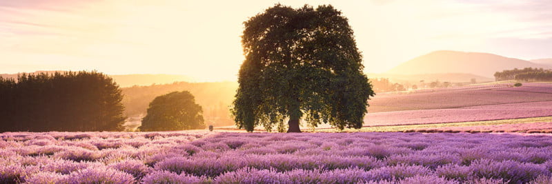 Secret Lavender Garden
